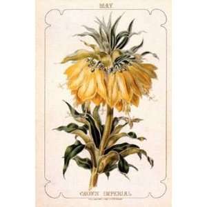  Chelsea Flowers May Crown Imperial Poster Print