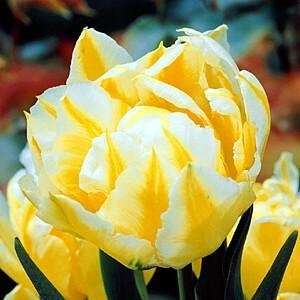  Double Peony Monte Beau Tulip 10 Bulbs   Early Blooming 
