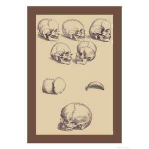    Skulls   Poster by Andreas Vesalius (12x18)