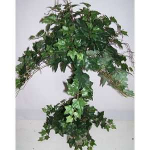  30 English Ivy Topiary Plant