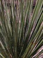Yucca glauca NARROWLEAF PALINS YUCCA Seeds  