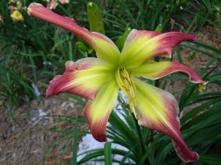 CC Daylily, PING PONG (Hite) Huge UF  