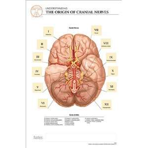   Anatomical ChartThe ORIGIN of CRANIAL NERVES Industrial & Scientific
