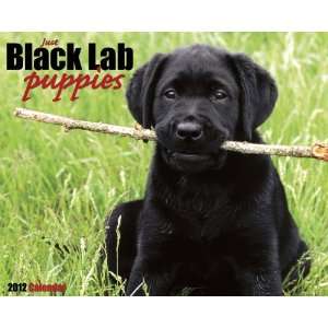  Just Black Lab Puppies 2012 Calendar (Just (Willow Creek 