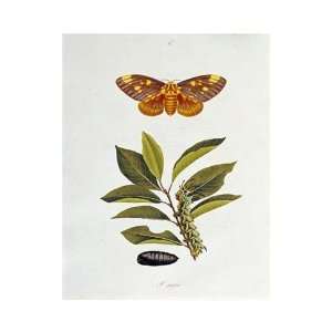   The Natural History Of The Rarer Lepidopterous Insects Giclee Canvas