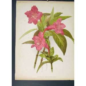  Ruellia Macrantha Flower Colour Antique Print C1880