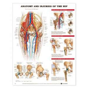 Anatomy and Injuries of the Hip Anatomical Chart Unmounted 9802PU 