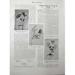   1902 Butterfyl Knapweed Insects Moth Stag Beetle Grass