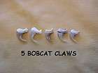 BOBCAT CLAWS JEWELRY CRAFTS COYOTE TEETH TAXIDERMY