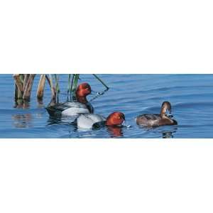   Point Wild Wings Series Divers Window Graphics