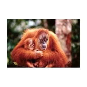  Orangutan with Baby Poster Laminated