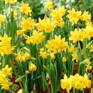  Miniature Daffodil Bulbs Tete a Tete Patio, Lawn & Garden
