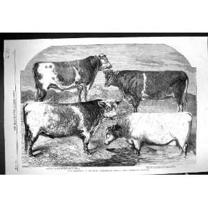  1860 Prize Shorthorns Bulls Royal Agricultural Show 