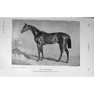  1915 Antique Print Bay Middleton Derby Race Horse