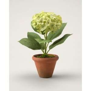  Coldwater Creek Potted Green hydrangea