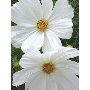  The Cooks Garden   Cosmos, Purity Patio, Lawn & Garden