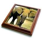 3dRose LLC Wild animals   African Elephant   Trivets