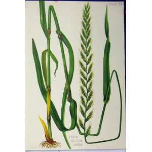   Italicum Suttoni C1900 Colour Print Grass Plants