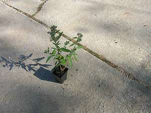   clandonensis, Dark Knight, actual picture of plants, spirea  