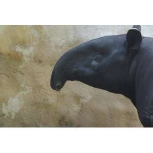  Tapir Taxidermy Photo Reference CD