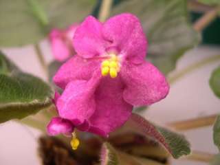 African violet PLUG starter plant HEIRLOOM JEWELRY  
