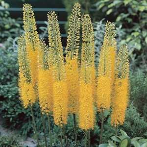  Foxtail Lily