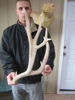 HUGE NON TYPICAL MULE DEER SHEDS antlers whitetail taxidermy rack 