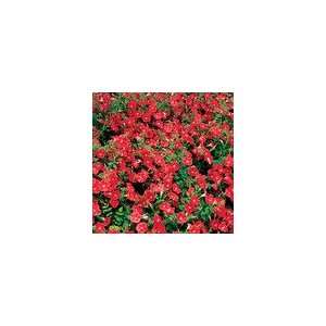  Petunia Avalanche Red Improved Hybrid Seeds Patio, Lawn 