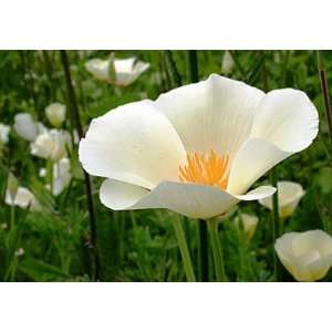  White California Poppy   250,000 Seeds Patio, Lawn 
