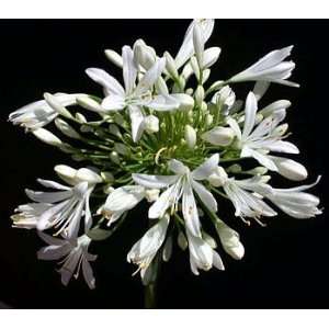  White Lily of the Nile 25 Seeds  Agapanthus  Perennial 