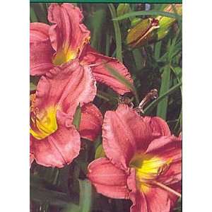  DAYLILY ROSY RETURNS / 1 gallon Potted Patio, Lawn 