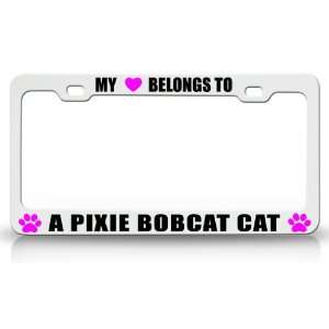 MY HEART BELONGS TO A PIXIE BOBCAT Cat Pet Auto License Plate Frame 