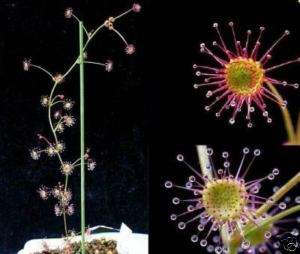 Schönste Zimmerpflanze d. Welt Sternblume fängt Mücken  