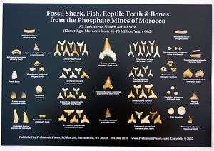 10 Fossil Shark Teeth & Other Morocco Fossils Posters  