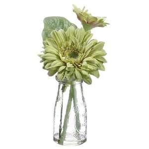 Gerbera Daisy in Glass Vase Green (Pack of 12)