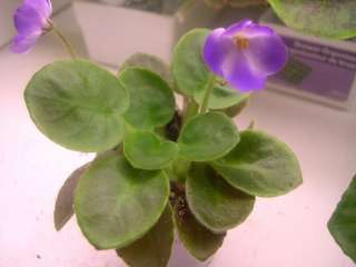 African violet PLUG starter plant ANTHOFLR. LITTLE AXEL  