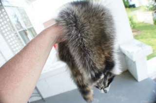 Raccoon pelt tanned soft beautifully dressed fur/hide/animal skin 