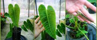 King Anthurium (Anthurium veitchii) Rare Aroid plant 1 Plant  