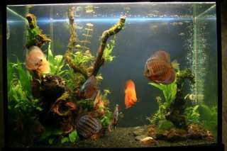 Giant Marimo Live Aquarium Plant for Pleco Guppy Fish  