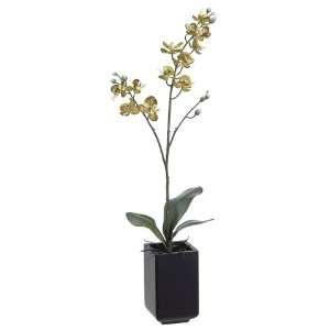   of 4 Potted Artificial Green Baby Phalaenopsis Silk Orchid Plants 20