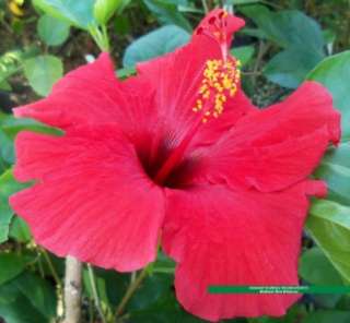 Tropical Hibiscus Plant Big Single Scarlet Red Flowers Brilliant 