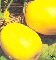 Rare Asian GOLDEN SWEET MELON 25 seeds Taiwan HEIRLOOM  