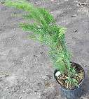 Gallon Leyland Cypress Tree Privacy Evergreen Fast Growing Live 