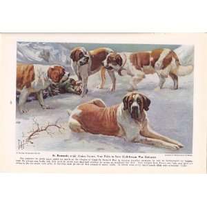  1941 St. Bernard Working Dogs of the World Edward Herbert 