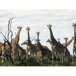  Giraffe Milling on Alexander Douglas Ranch Premium 