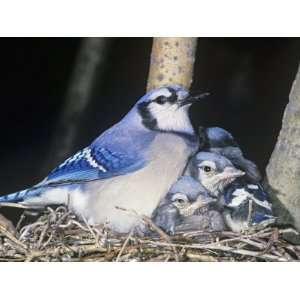 Blue Jay on its Nest with Young, Cyanocitta Cristata, North America 