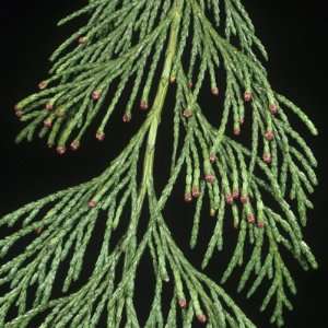  Lawson Cypress (Chamaecyparis Lawsoniana) Leaves with Red 