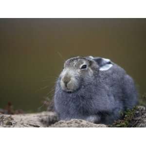  Mountain or Arctic Hare in Summer Pelage (Lepus Timidus 