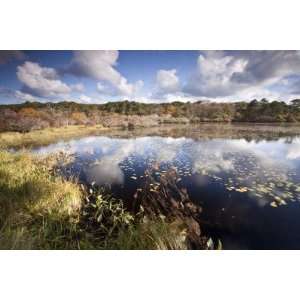   Wetlands, Massachusetts, USA by William Sutton, 96x144