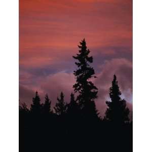  Silhouetted Evergreen Trees against a Colorful Evening Sky 